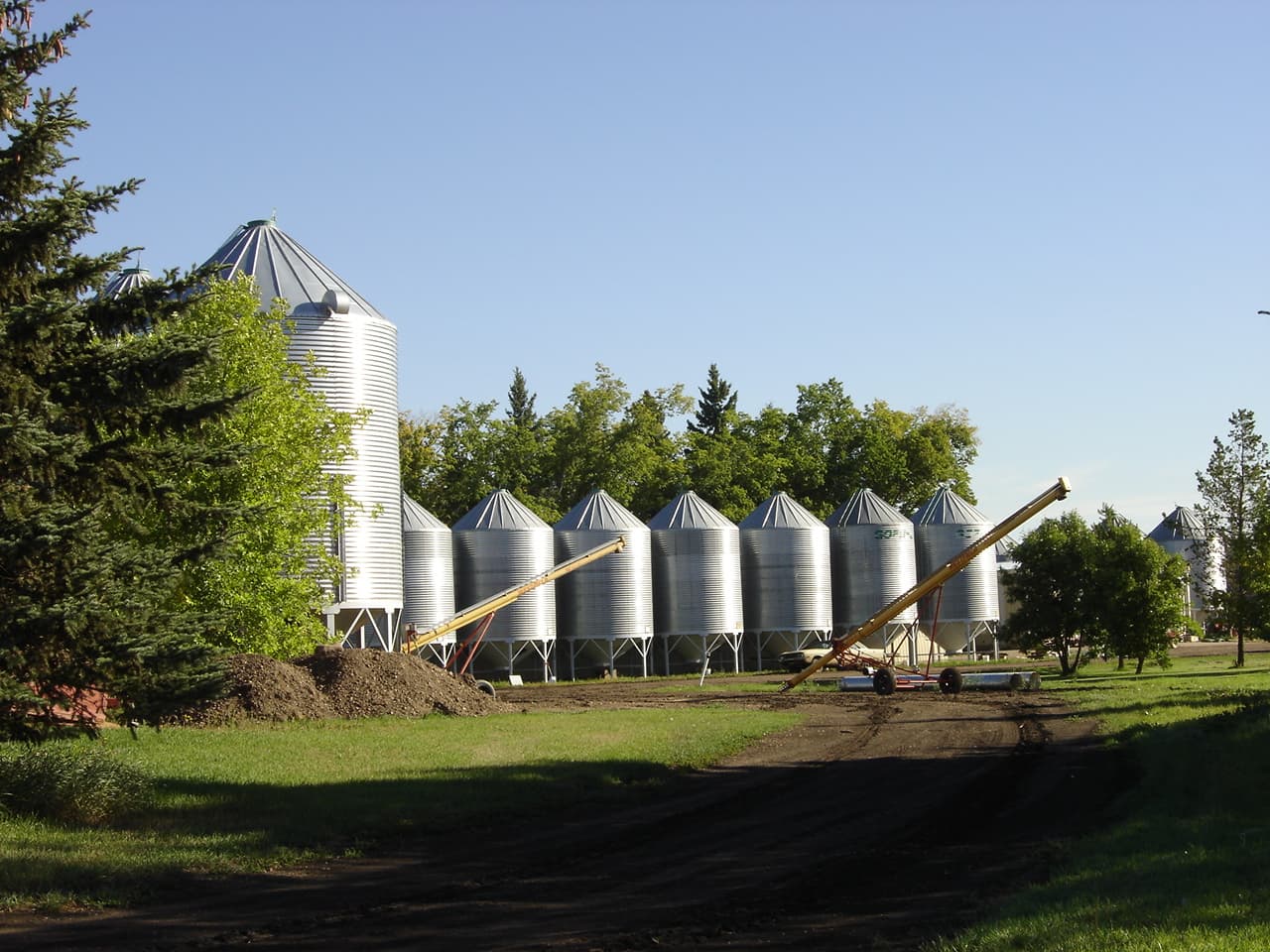 Galloway Seeds — the plant & yard