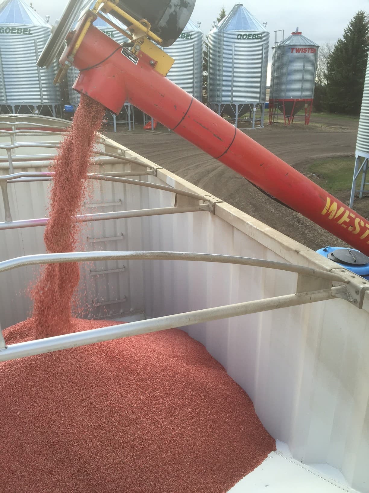 Galloway Seeds — seed treating