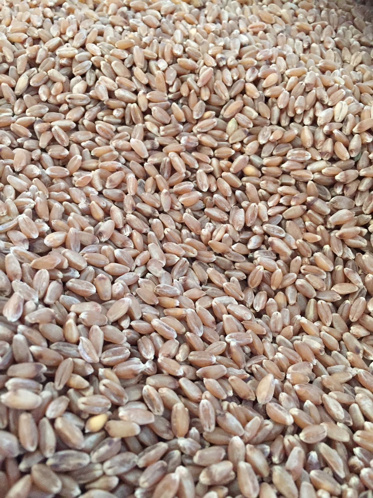 Galloway Seeds — seed up close