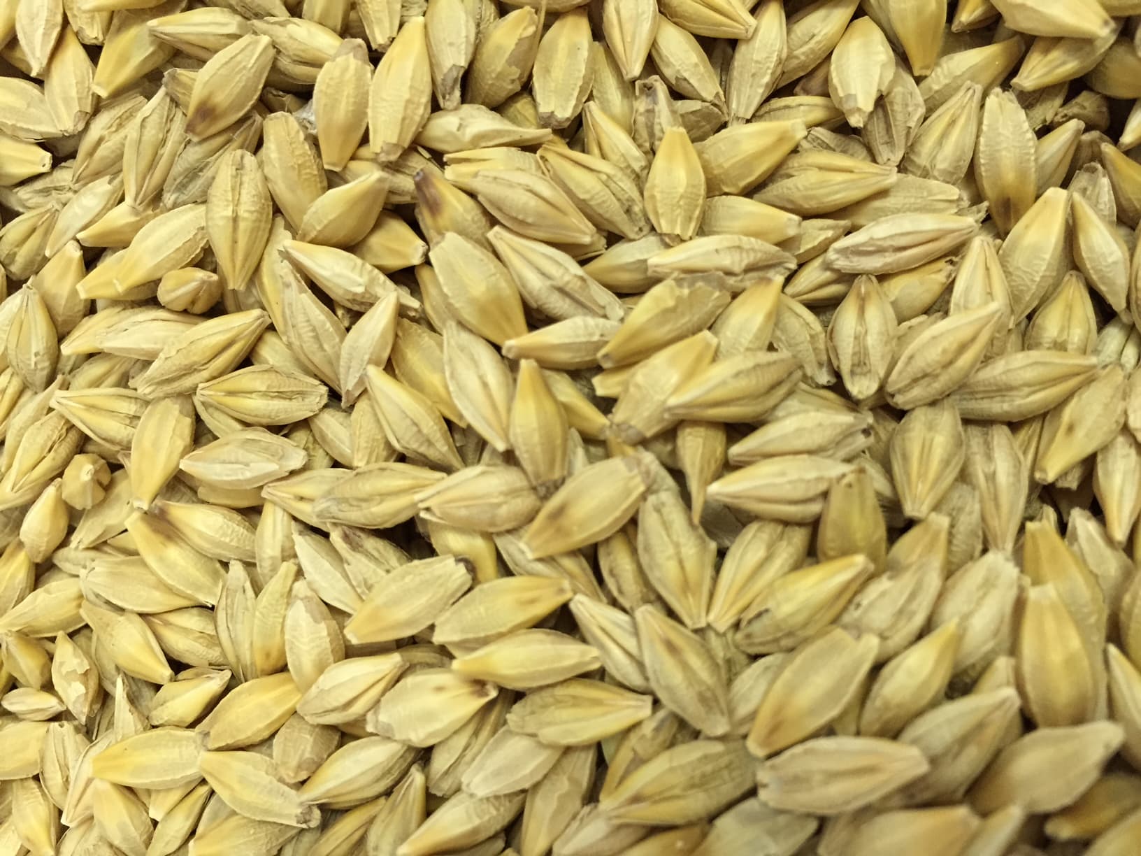 Galloway Seeds — seed up close