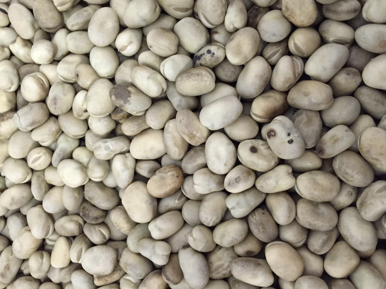 Galloway Seeds — seed up close