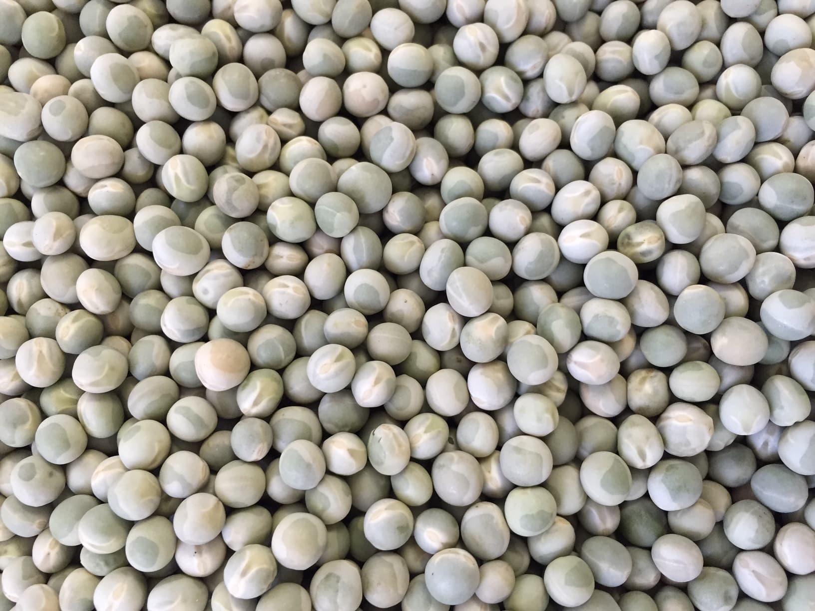 Galloway Seeds — seed up close
