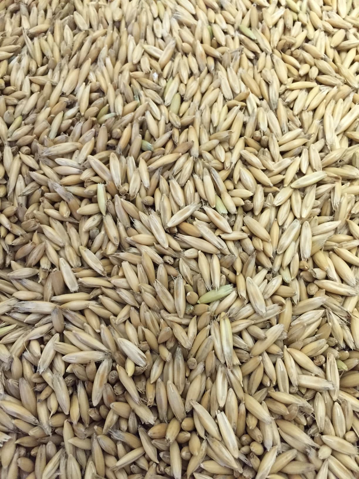 Galloway Seeds — seed up close