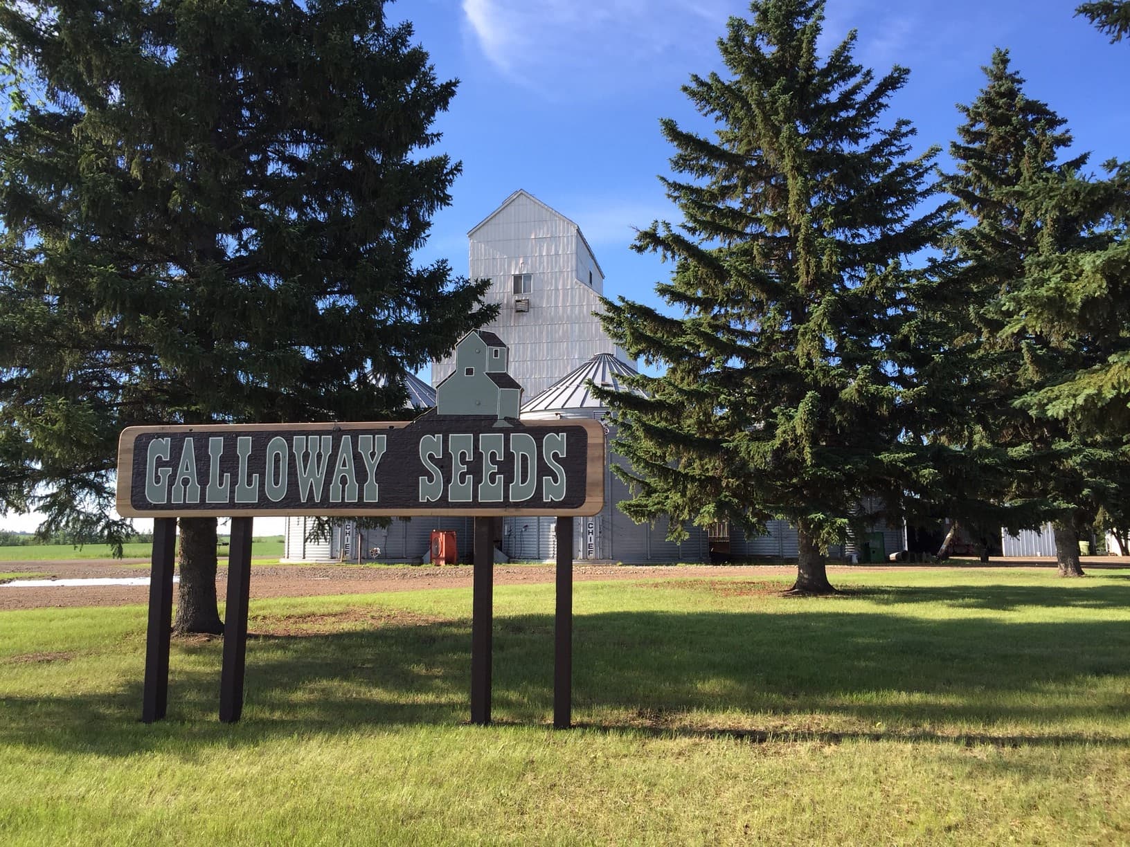 Galloway Seeds — the plant & yard
