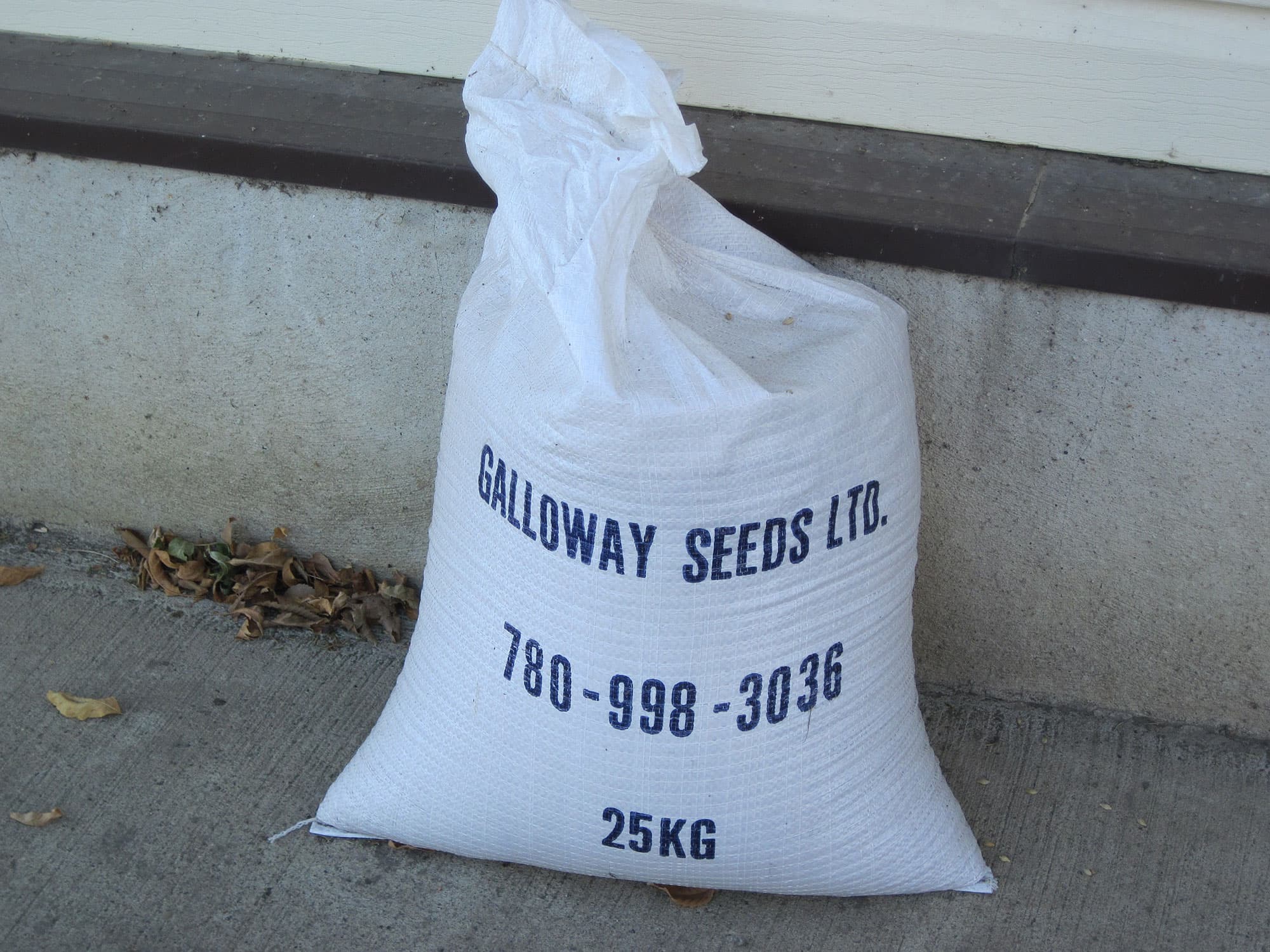 Galloway Seeds — seed up close