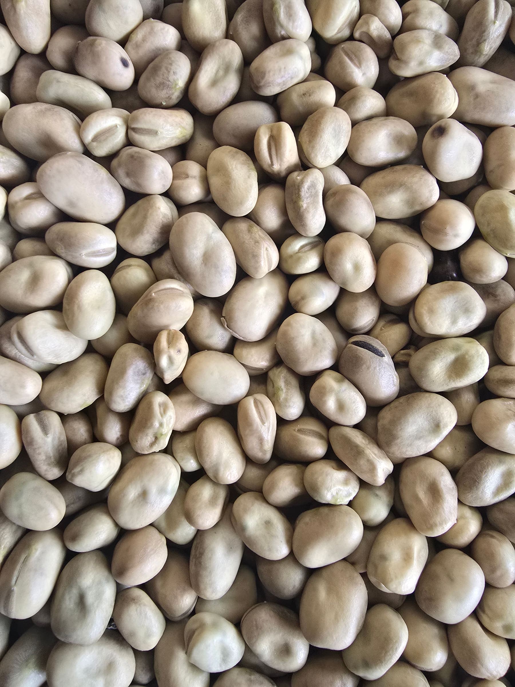 Galloway Seeds — seed up close