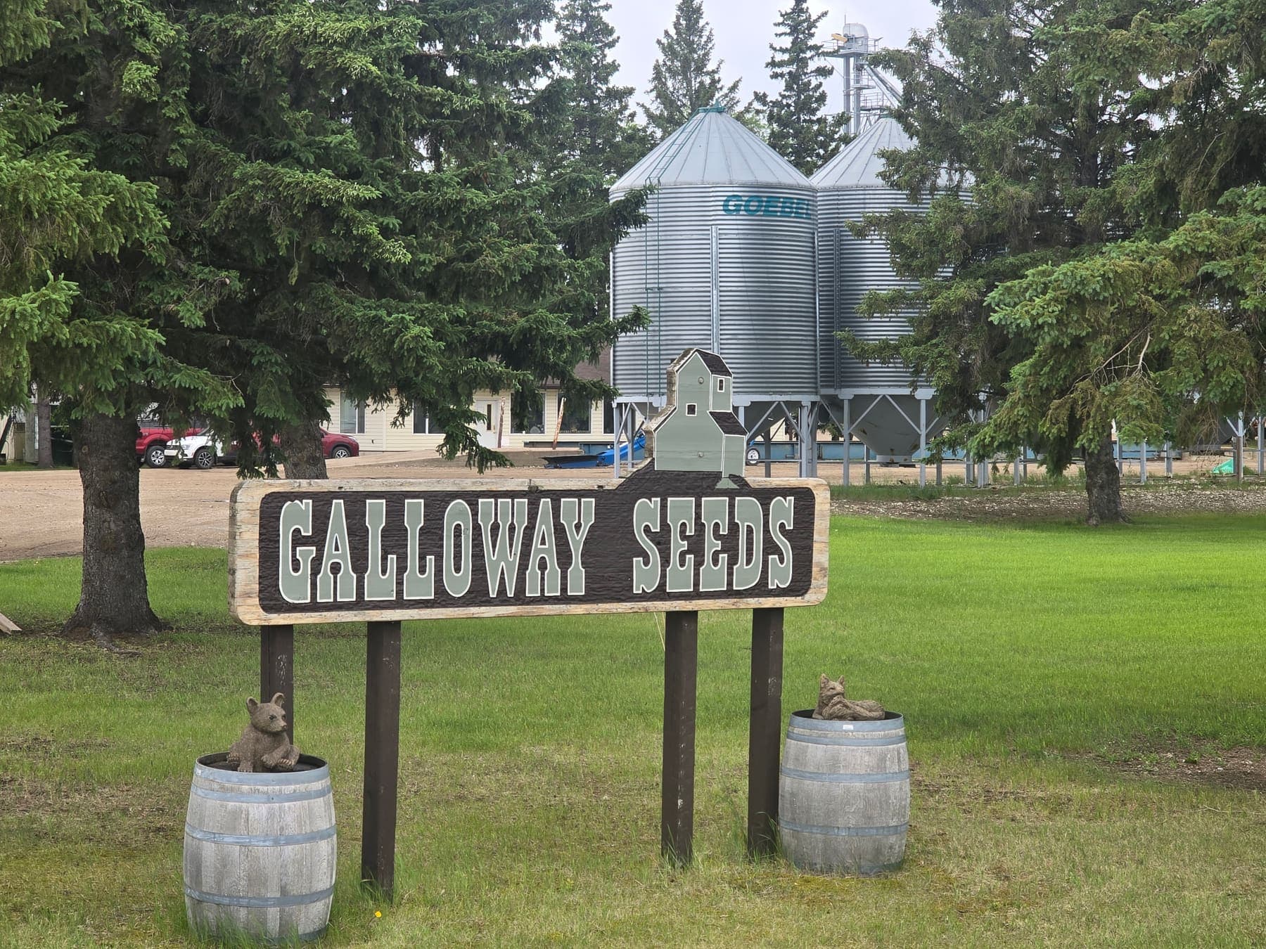 Galloway Seeds — the plant & yard