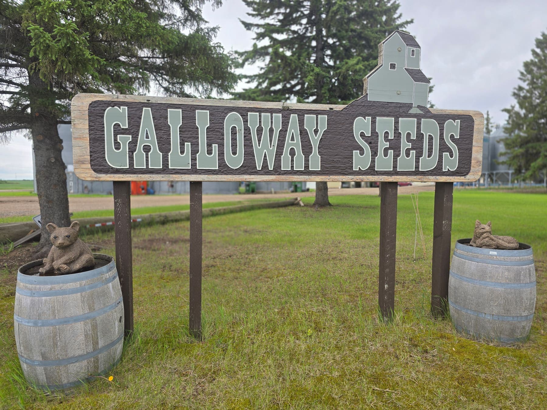 Galloway Seeds — the plant & yard