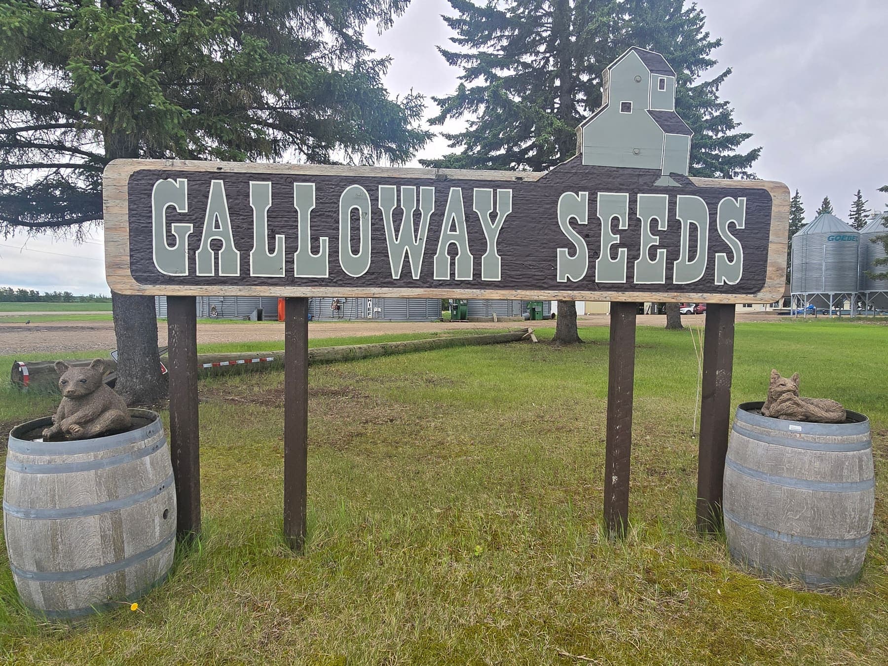 Galloway Seeds — the plant & yard