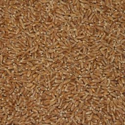 AAC Penhold seed sample