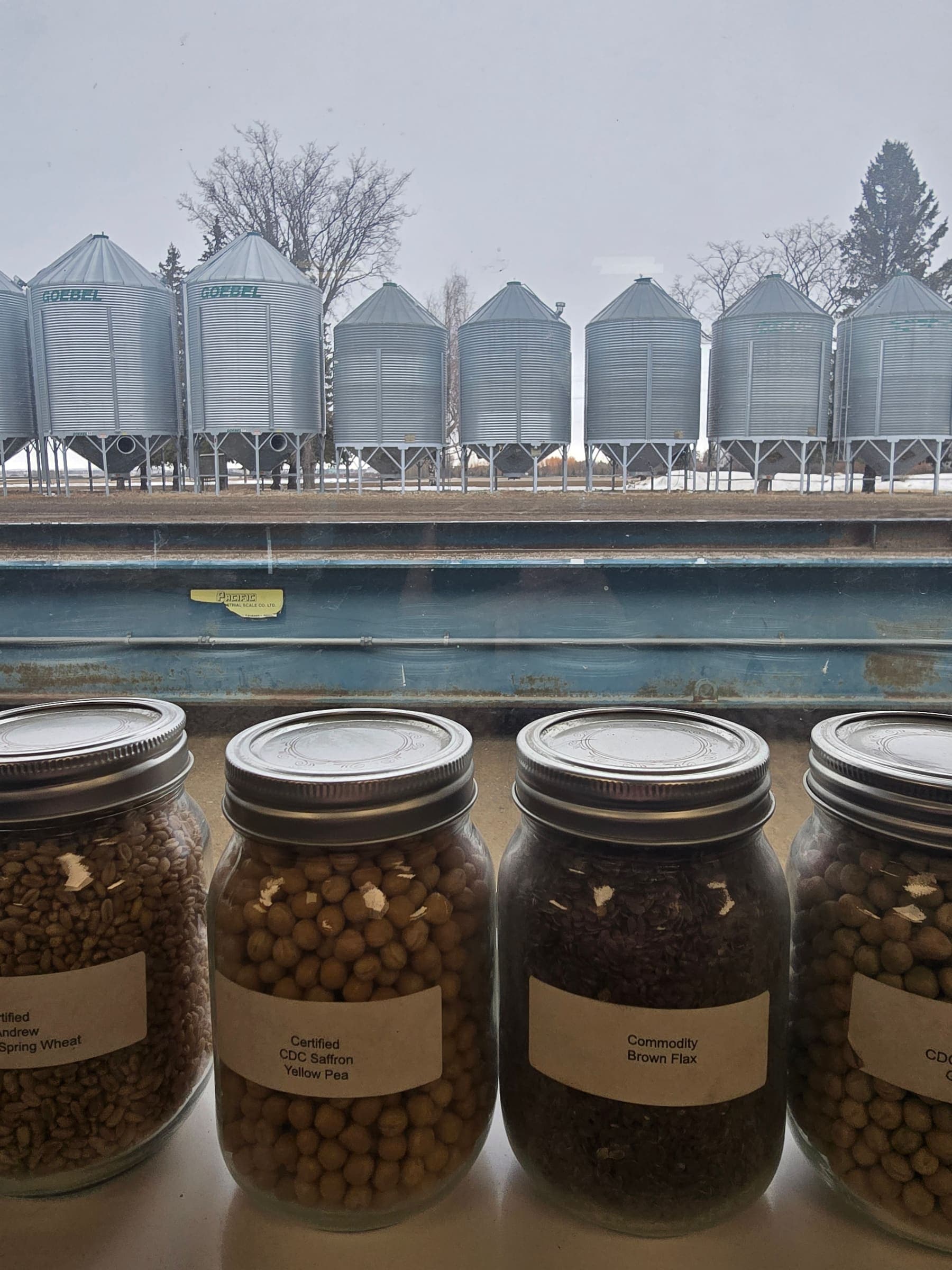 Seed sample jars in the grading room, bins out the window