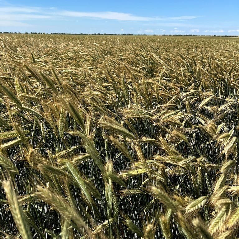 KWS Aviator hybrid rye standing thick in the field