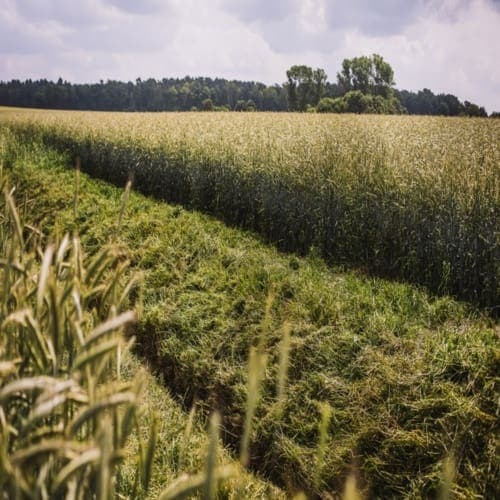KWS Receptor hybrid rye trial plots