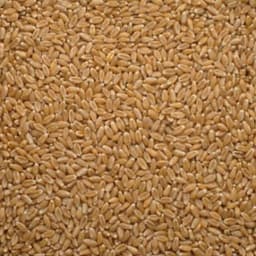 AAC Overdrive seed sample