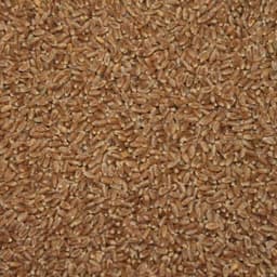 AAC Westking seed sample