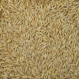 AC Morgan seed sample