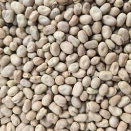 Fabelle seed sample