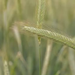 KWS Aviator seed sample