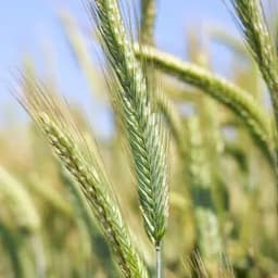 KWS Receptor seed sample