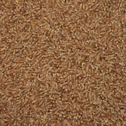 AAC Wheatland VB seed sample