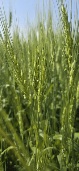 CS Recoil seed sample