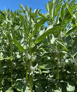 Dosis seed sample