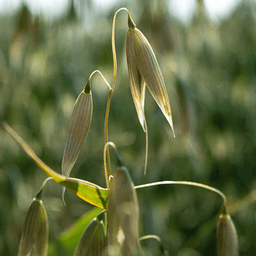 CDC Anson seed sample