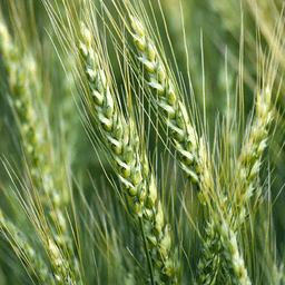 AAC Viewfield seed sample