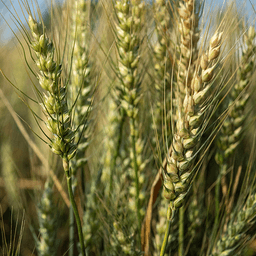 SY Manness seed sample